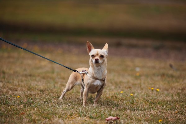 Positive Strategies for Keeping Cats Off Furniture: Effective Techniques Without Negative Reinforcement