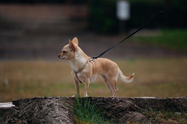 Reviving the Water Vole: Innovative Strategies for Reestablishing Its Natural Habitats in the UK
