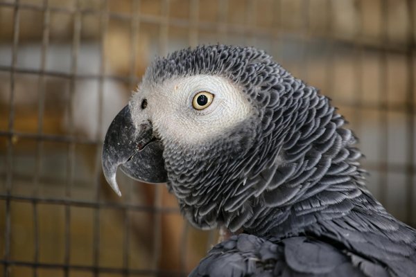 Essential Tips for Introducing a Rescue Pit Bull to a Home with Young Kids: A Safe and Stress-Free Guide