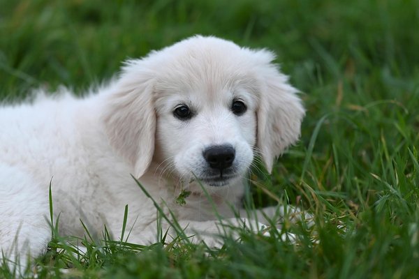 Top Proven Techniques to Prevent Separation Anxiety in Your Border Collie Puppy