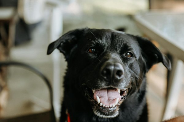 Essential Factors to Consider When Adopting a Cat with Feline Immunodeficiency Virus (FIV) and Creating a Safe, Loving Home